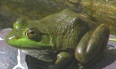 Gegara Hujan Deras, Pemburu Kodok di Wilayah Rembang Panen Cuan