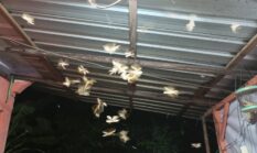 Berburu Laron Setelah Turun Hujan Untuk Dijadikan Makanan