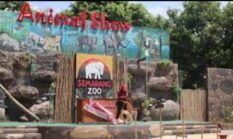 Harimau Semarang Zoo Tersisa 4 Ekor, Publik Pertanyakan Transparansi dan Tanggung Jawab Pengelola